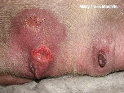 45 hours after onset of mastitis