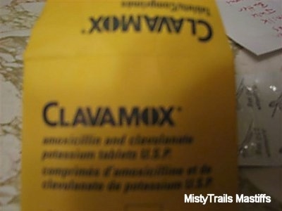 Clavamox, an antibiotic used to fight the mastitis