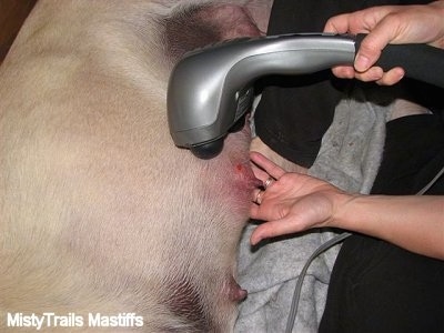 Continuing to massage the teat area with an electric massager