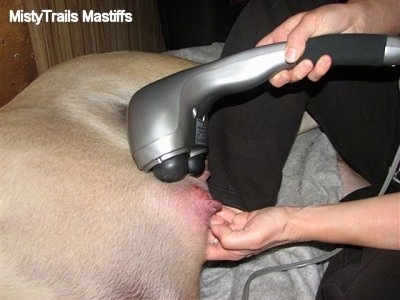 Continuing to Massage the teat
