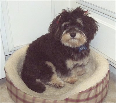 A longhaired black with tan and white Mauxie is sitting in a dog bed in the corner of a room with white walls.