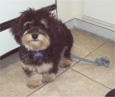A longhaired black with tan and white Mauxie is standing on a tan tiled floor in a corner with a gray rope toy behind it.