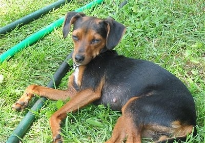 A black and tan Meagle is laying on her side outside in grass. There are three green water hoses in front of her.