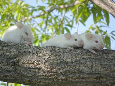 Three white Siamese mice are standing across a tree branch.