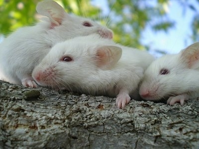Close up - Three white Siamese mice are laying on a tree branch. Two of them are looking to the left and One is looking over the back of the other Mice.