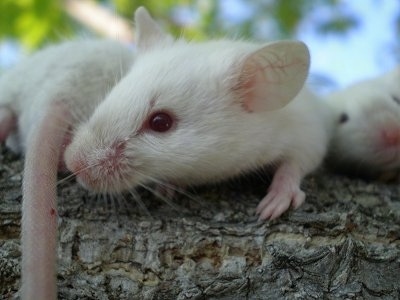 Three white Siamese mice are laying on a tree branch. The middle mouse is looking at the tail of the mouse to its left. The mouse on the right is looking forward.