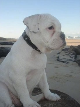 A white Miniature Australian Bulldog puppy is wearing a black leather collar sitting on a beach in the shade on top of a rock and looking forward. You can see the ocean in the distance.