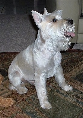 Front side view - A white Miniature Schnauzer is sitting on a dark brown throw rug that is on top of a carpet and it is looking up and to the left. Its mouth is open and its tongue is out.