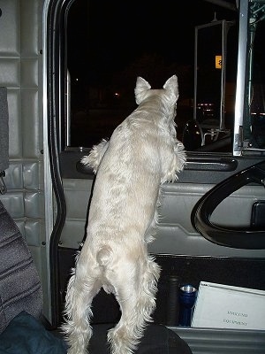 View from the back - The backside of a white Miniature Schnauzer jumped up with its paws on the open window on the driver side of a big rig tractor trailer truck. It is looking out of the window.