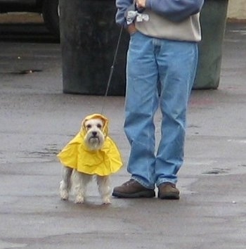 A white Miniature Schnauzer is wearing a yellow raincoat standing on a walkway and there is a person in blue jeans standing next to it.