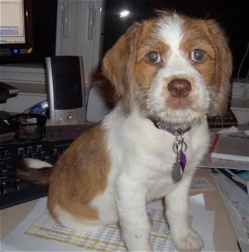 Close up front view - A wiry looking, tan with white Beagle/Saint Bernard/Bassett Hound/Shih-Tzu mix breed puppy is sitting on a table with a bunch of office material behind it.