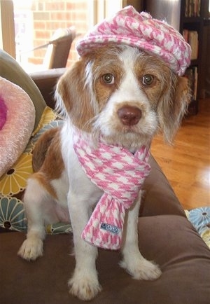A wiry-looking, tan with white Beagle/Saint Bernard/Bassett Hound/Shih-Tzu mix breed puppy is sitting on a couch and it is looking forward. It is wearing a pink with white scarf and hat.