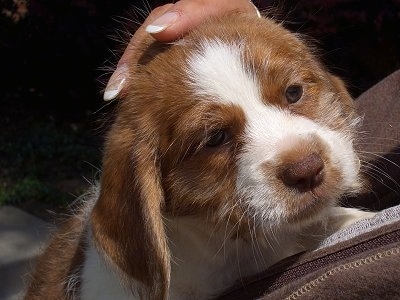 Close Up head shot - A wiry-looking, tan with white Beagle/Saint Bernard/Bassett Hound/Shih-Tzu mix breed puppy is laying against a person and looking up.
