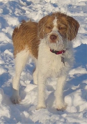 Front view - A wet, scruffy looking, tan with white Beagle/Saint Bernard/Bassett Hound/Shih-Tzu mix breed dog is standing in snow and it is looking forward.