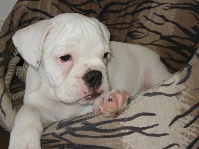 A white Miniature Australian Bulldog puppy is laying in a tan dog bed.