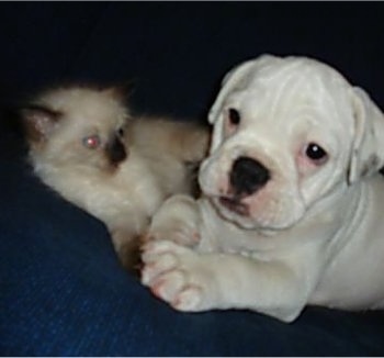 A white Miniature Australian Bulldog puppy is laying on a couch with a tan and brown seal point Siamese kitten next to it.