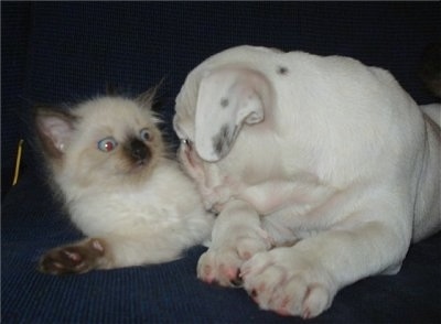 A white Miniature Australian Bulldog puppy is laying on a couch  with its head on top of a Siamese kitten. The kitten looks alert.