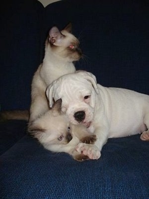 A white Miniature Australian Bulldog puppy is laying on top of a small Siamese kitten on a couch. Its mouth is open and the kittens leg is in the puppies mouth. There is a an adult Siamese cat behind them and it is looking to the left.