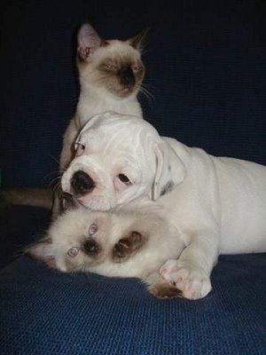 A white Miniature Australian Bulldog puppy is laying on top of a kitten on a couch with an adult Siamese cat behind it that looks  displeased.