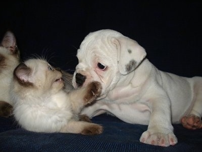 A white Miniature Australian Bulldog puppy is laying on a couch next to a Siamese kitten. The kitten is looking at the face of the bulldog and lifting up its paw like it is about to bat it in the head.