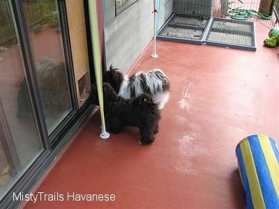 Two dogs are standing in front of a doggy door on a deck.