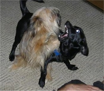 Action shot - A black Patterdale Terrier mix is laying under a long haired tan with black dog and it is biting at the dog overtop of it. The black dog's mouth is wide open and its white teeth are showing.