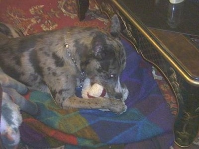 A merle mixed breed dog is laying on a blue, green and red blanket on top of a red oriental rug chewing on a stuffed doll in front of a coffee table.