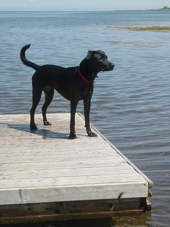 A large black dog is wearing a red collar standing on a dock over looking water.