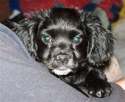 Close up head and front paw shot - A shiny-coated, black with white Chihuahua/Cocker Spaniel mix puppy is laying in the arm of a person. It has longer hair on its ears.