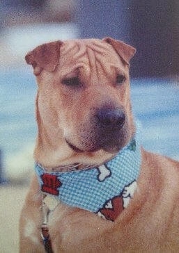 Close up head and upper body shot - A brown Shar-Pei/Labrador mix is looking to the right wearing a blue bandana. The dog has a blocky head, wrinkles on its forhead and very small triangular ears that fold to the front.