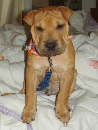 A thick, block-headed, brown Shar-Pei/Labrador mix puppy is sitting on a white blanket and it is looking down over the edge of a human's bed. It has wrinkles on its head and extra skin around its legs and belly.
