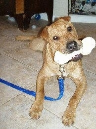 Front view - a large brown Shar-Pei/Labrador mix is laying on a tiled floor and it has a bone in its mouth. Its head is tilted to the left. It has small ears that are flipped to the front.