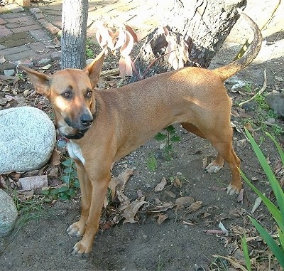 A brown with white and black Pharoah Hound mix is standing outside in dirt next to a large stone and it is looking back. It has perk ears, a serious look on its face and its tail is level with its body.