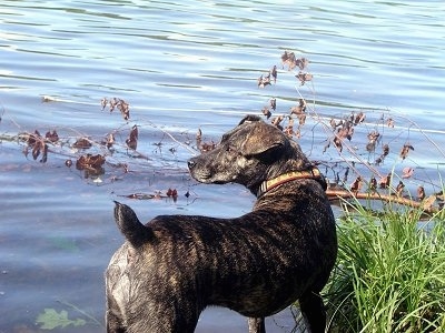 A black brindle with white Mountain Cur is standing in front of a grass patch in front of a body of water. It is looking behind itself.