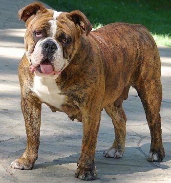 Front side view - A wrinkly, rose-eared, brown brindle with white Olde English Bulldogge is standing on a walkway looking forward. Its mouth is open and tongue is out. Its eyes look droopy.