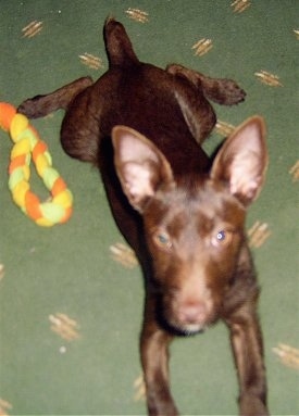 A chocolate Patterdale Terrier puppy is laying stretched out on a green carpet looking forward next to an orange, yellow and green rope toy that is to the left of it.