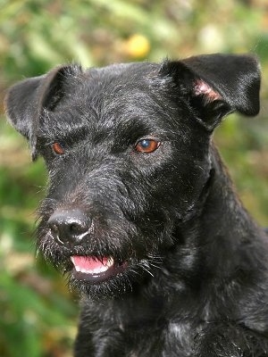 Close up head shot - A shiny black Patterland Terrier is sitting outside looking down and to the left with its mouth slightly open. It has copper brown eyes.