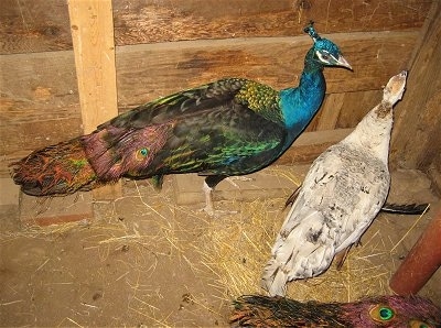A colorful peacock and a white with tan and black peahen are walking towards the corner of a barn