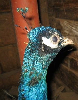 Close Up - The bright blue shaded head of a peacock