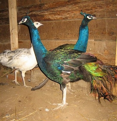 Two colorful peacocks are standing side by side. There is a white with tan and black Peahen behind them next to the wooden wall of the inside of a barn.