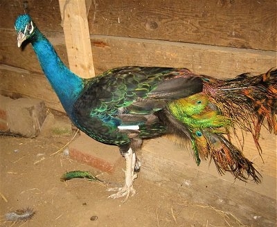 Close Up side view - A peacock is standing in a barn and looking to the left
