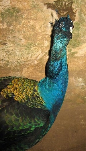 Close Up - The back of a peacocks head.