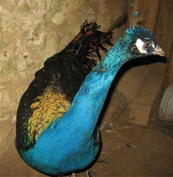 Close Up - A colorful peacock turning its head to the right next to a stone wall inside of a barn.