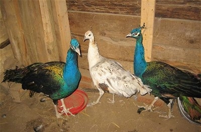 Two colorful peacocks are standing in a barn with a white peahen between them. One Peahen is standing on a red bottom to a water dispenser