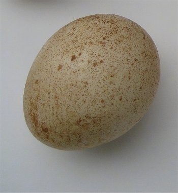 A speckled Peafowl Egg laying on a table.