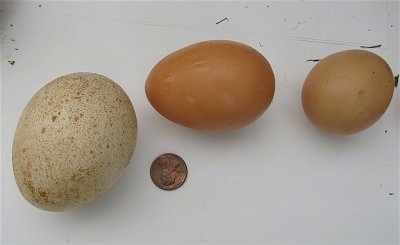 A Peafowl egg next to a medium and a small chicken egg. A penny is next to the eggs for a size comparison.