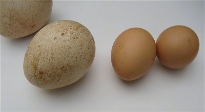A Peafowl egg is laying next to a smaller Chicken Eggs
