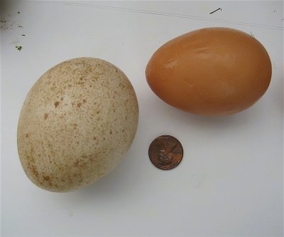 A Peafowl egg laying next to a medium chicken egg, penny for size comparison.