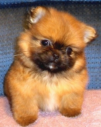 Front view - A soft-looking, fluffy tan and black with white Peek-A-Pom puppy sitting on a fuzzy pink pillow looking forward with its head tilted to the right.