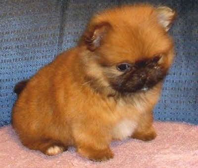 Front side view - A soft-looking, fluffy tan and black with white Peek-A-Pom puppy sitting on a fuzzy pink pillow on top of a blue couch. The puppy is looking down over the edge of the couch.